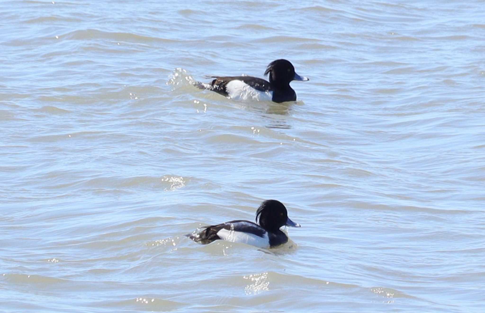 Tufted Duck