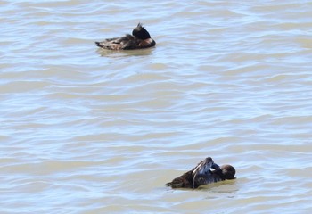 Tufted Duck Fujimae Tidal Flat Wed, 3/27/2024