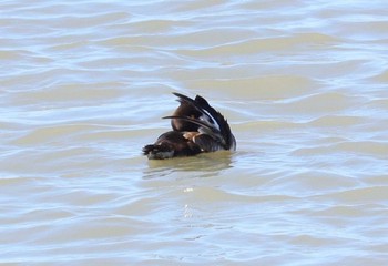 Tufted Duck Fujimae Tidal Flat Wed, 3/27/2024