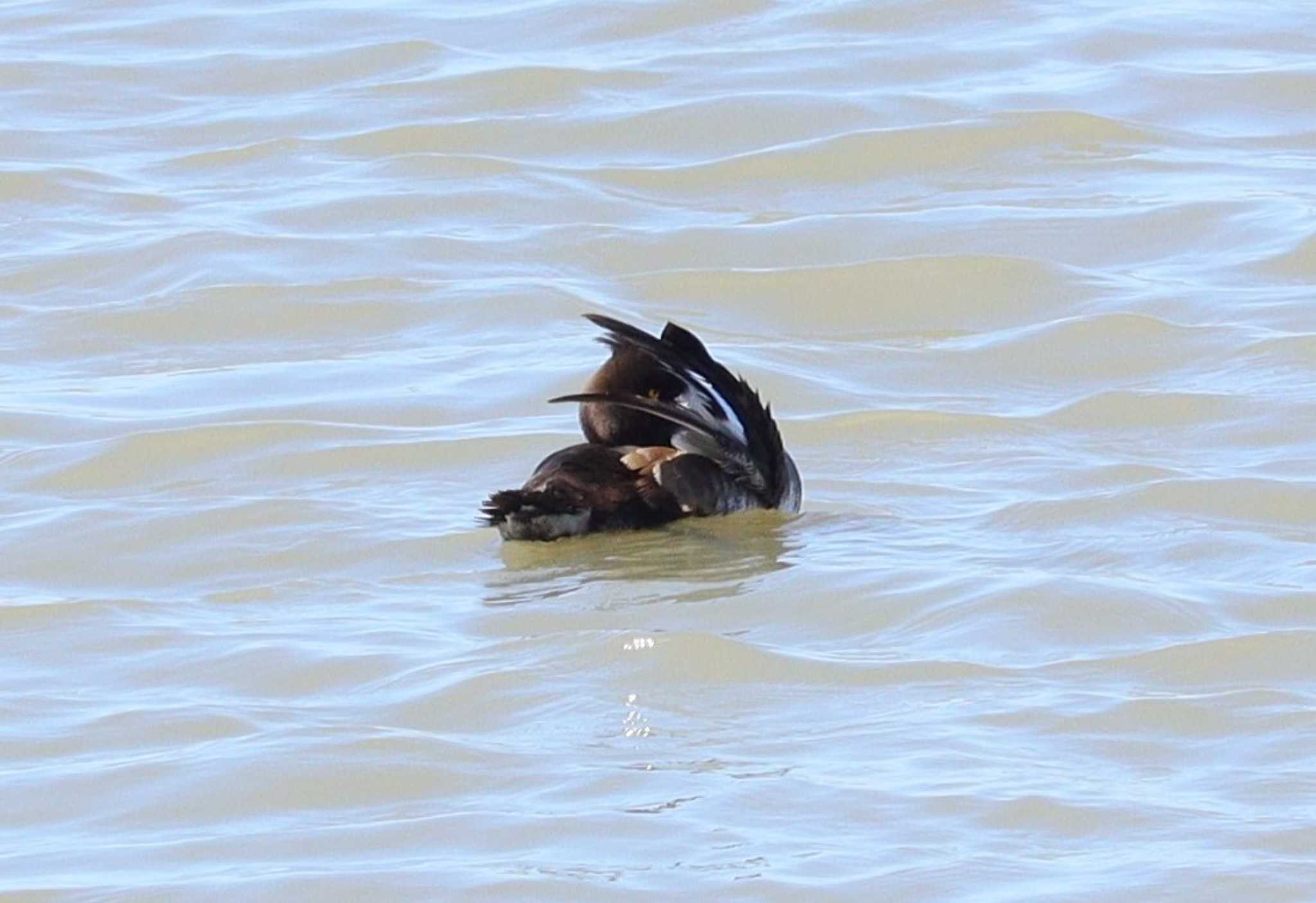 Tufted Duck