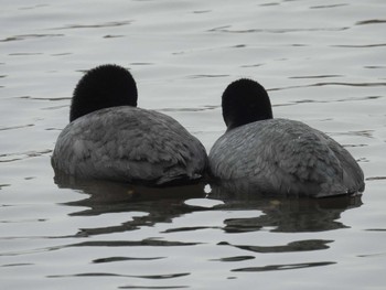 Eurasian Coot 打上川治水緑地 Tue, 3/19/2024