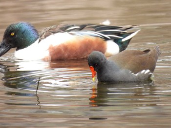 Common Moorhen 打上川治水緑地 Tue, 3/19/2024