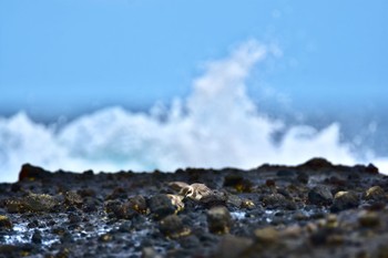 Siberian Sand Plover 静岡県下田市板戸浜 Sat, 9/8/2018