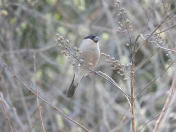 2024年3月27日(水) 早戸川林道の野鳥観察記録