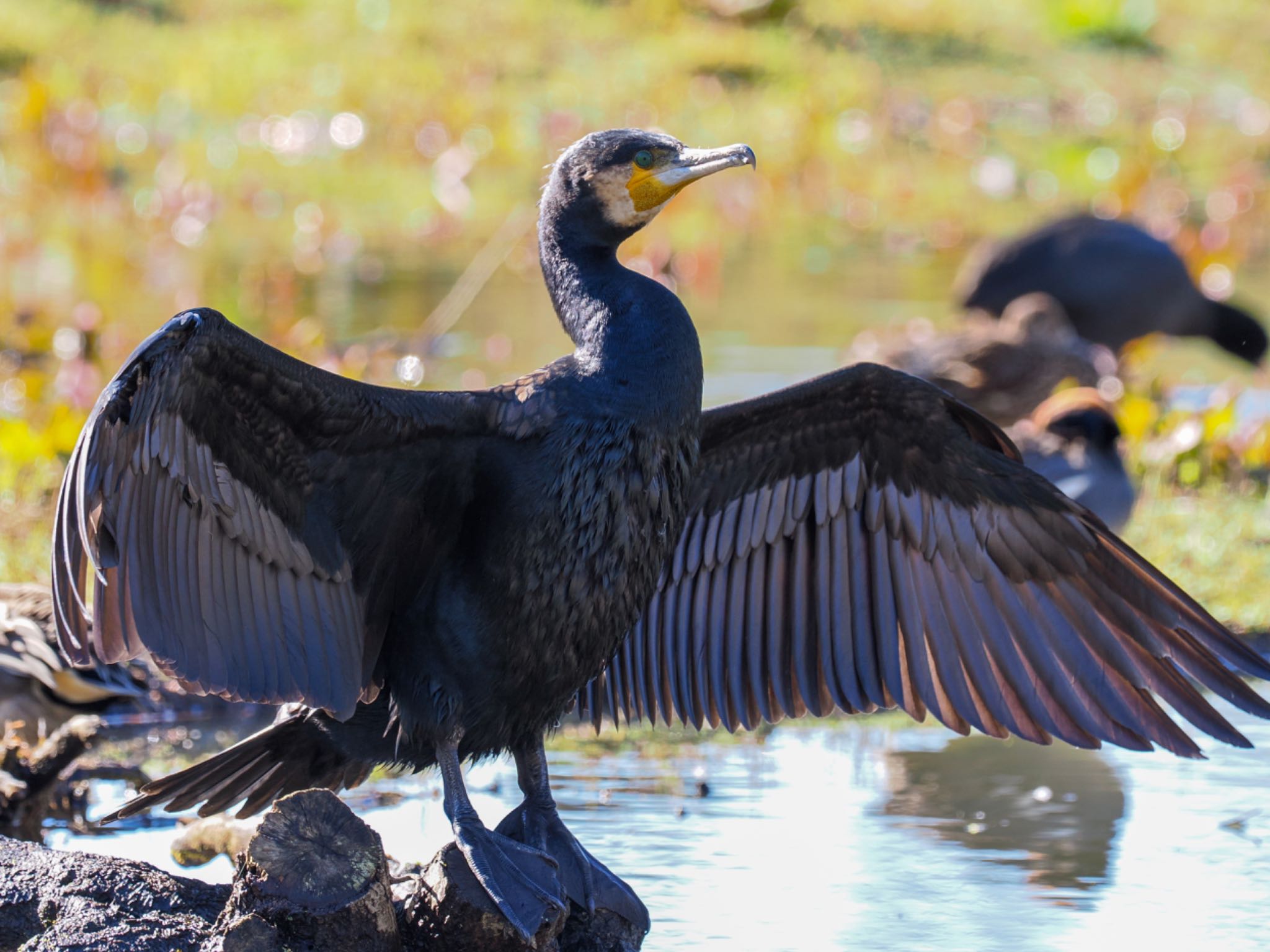 手賀沼 カワウの写真 by daffy@お散歩探鳥＆遠征探鳥♪