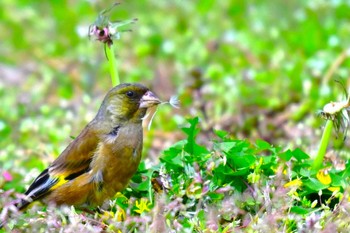 Grey-capped Greenfinch 田子の浦 Wed, 3/27/2024