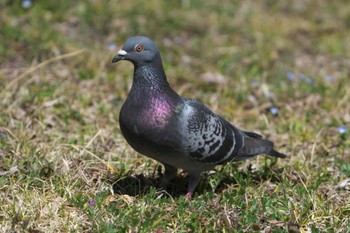 Rock Dove 池子の森自然公園 Wed, 3/27/2024