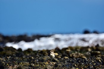 Siberian Sand Plover 静岡県下田市板戸浜 Mon, 9/3/2018