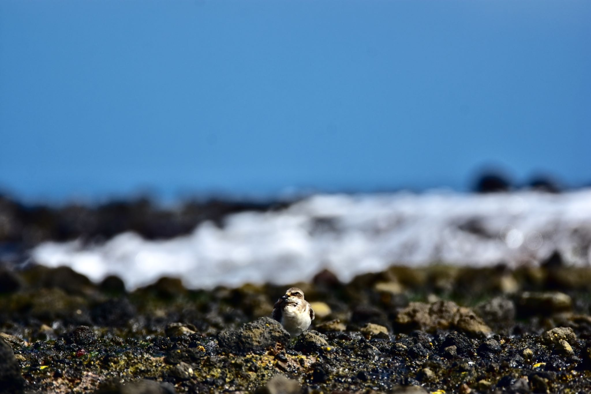 Siberian Sand Plover