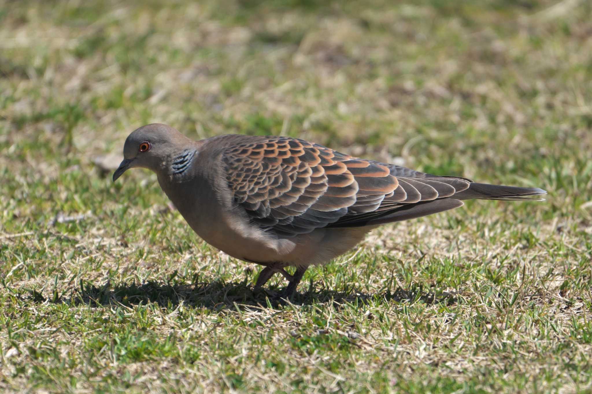 Photo of Oriental Turtle Dove at 池子の森自然公園 by Y. Watanabe