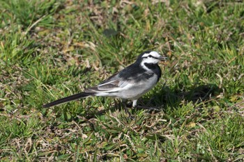 White Wagtail 池子の森自然公園 Wed, 3/27/2024