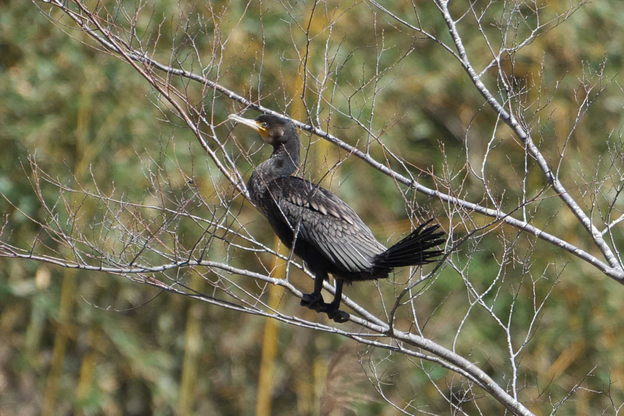 Photo of Great Cormorant at 池子の森自然公園 by Y. Watanabe