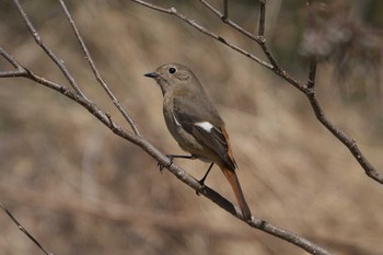 Daurian Redstart 池子の森自然公園 Wed, 3/27/2024