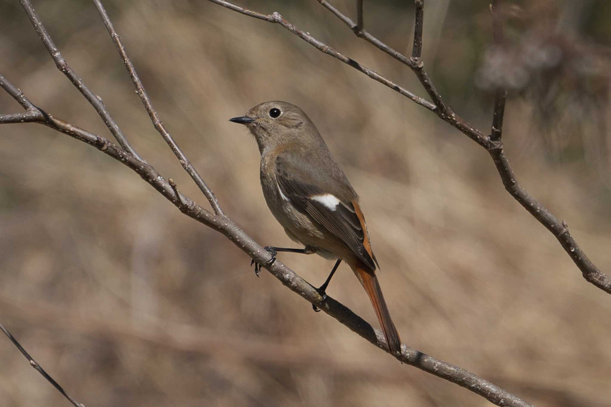 Photo of Daurian Redstart at 池子の森自然公園 by Y. Watanabe