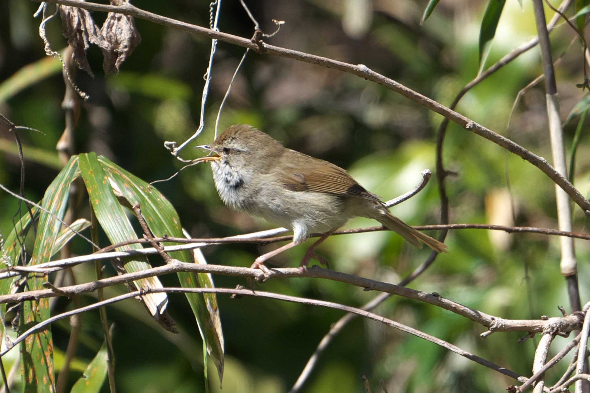 Photo of Japanese Bush Warbler at 池子の森自然公園 by Y. Watanabe