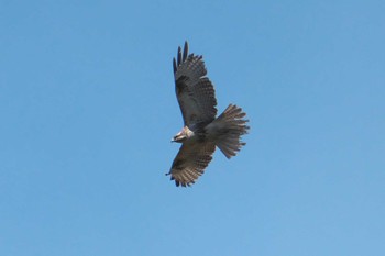 Wed, 3/27/2024 Birding report at 池子の森自然公園