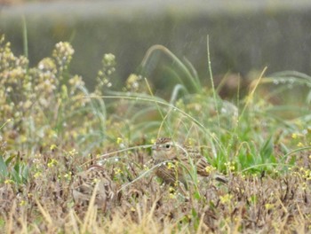 ヒバリ 岡山県 2024年3月24日(日)