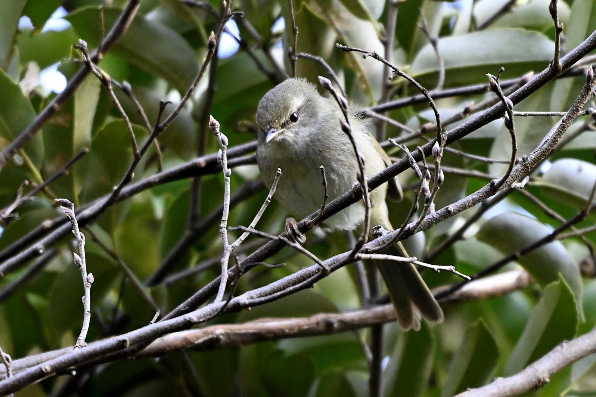 Photo of Japanese Bush Warbler at 加木屋緑地 by ポッちゃんのパパ