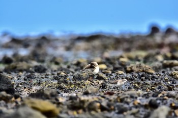 Siberian Sand Plover 静岡県下田市板戸浜 Sat, 9/8/2018