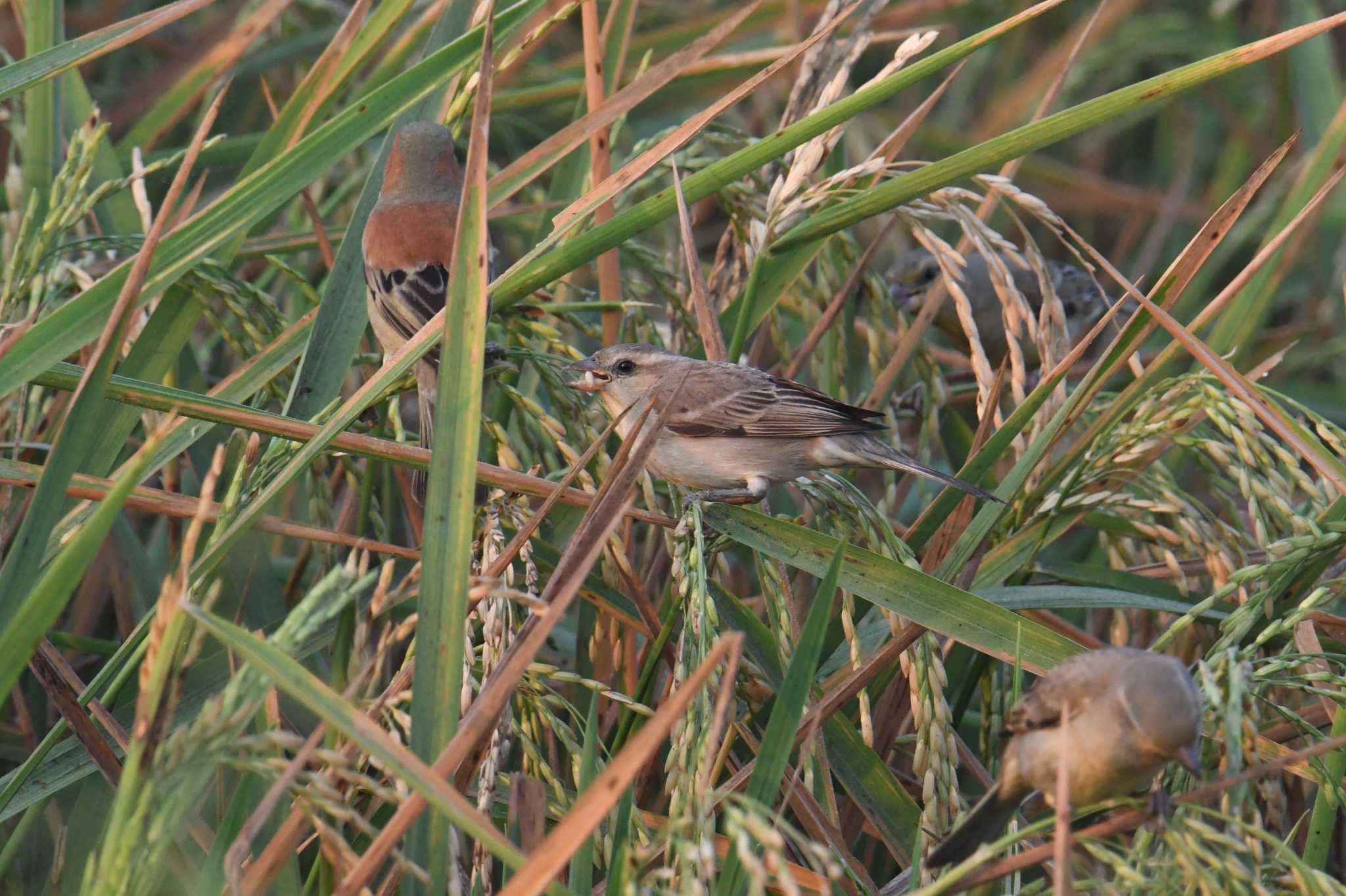 Photo of Plain-backed Sparrow at タイ by あひる