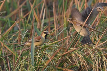 Plain-backed Sparrow Unknown Spots Wed, 2/12/2020