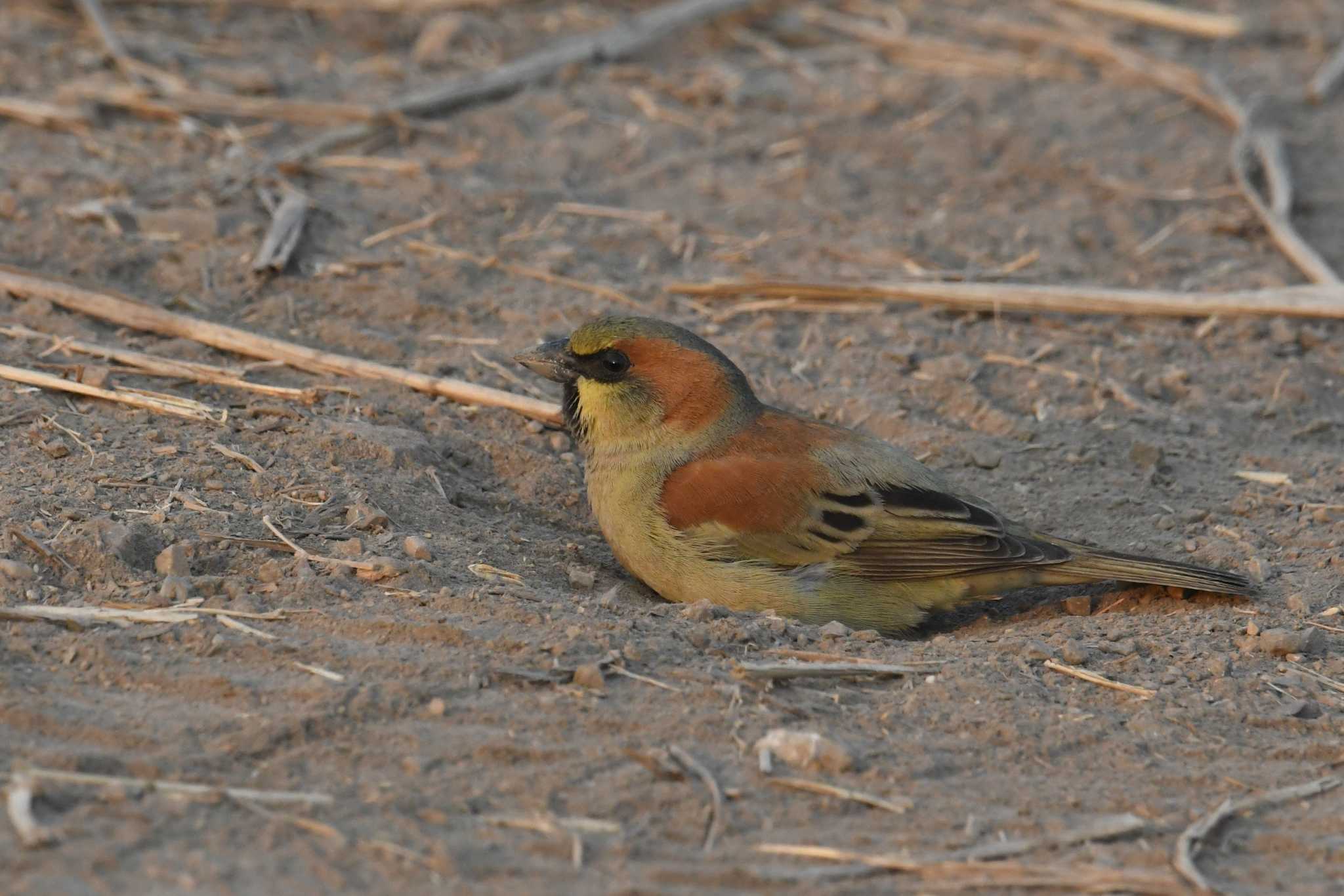 Plain-backed Sparrow