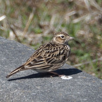 Eurasian Skylark Unknown Spots Mon, 3/11/2024