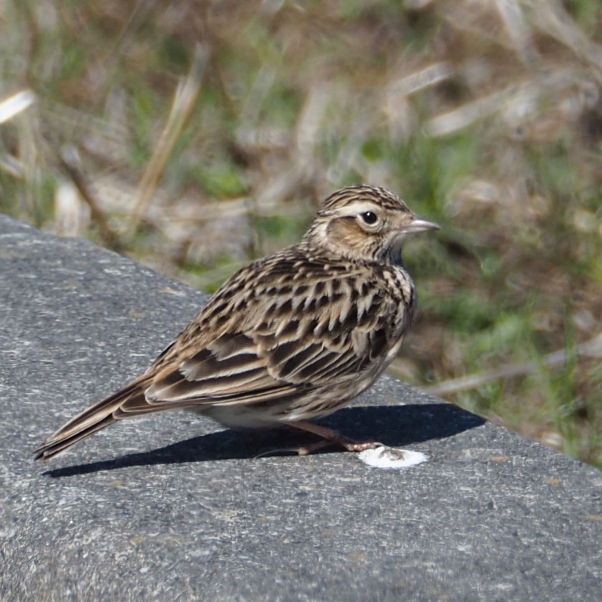 Photo of Eurasian Skylark at  by アカウント11918