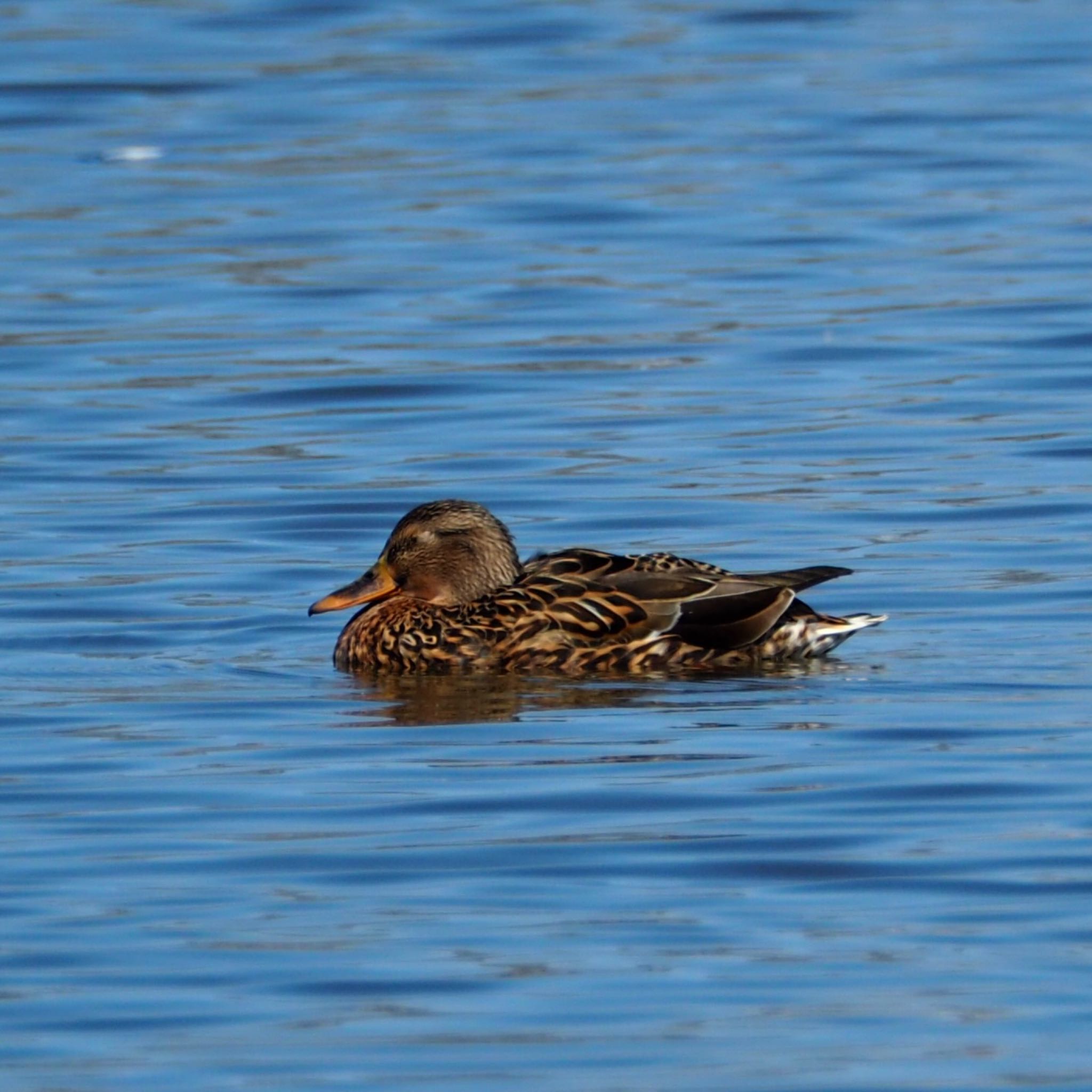 Photo of Eurasian Teal at  by アカウント11918