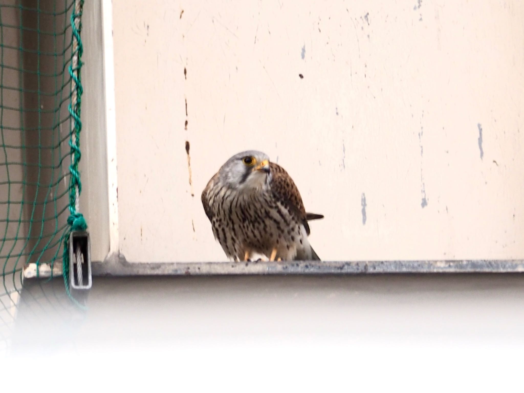 Photo of Common Kestrel at 熊谷市 by アカウント11918