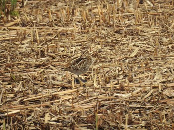 Common Snipe 境川遊水地公園 Wed, 3/27/2024