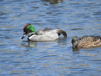 2024年3月27日(水) 境川遊水地公園の野鳥観察記録