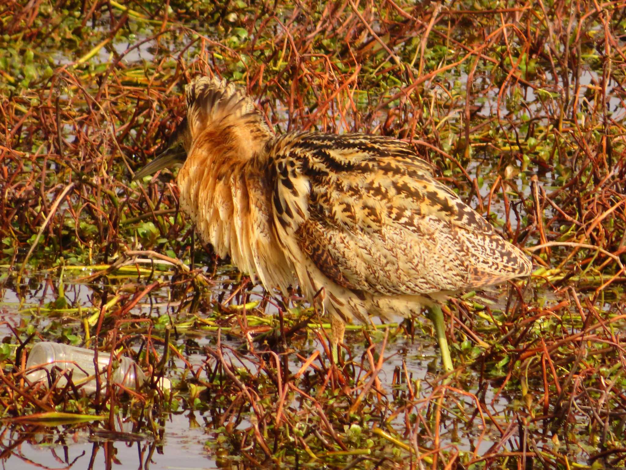 Photo of Eurasian Bittern at 伊庭内湖 by ゆ