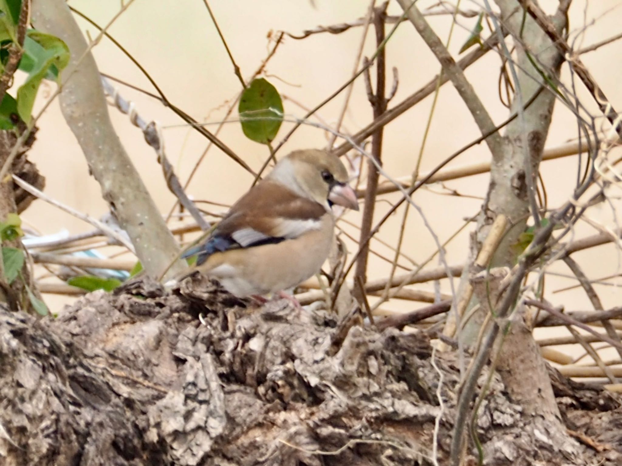 Photo of Hawfinch at  by アカウント11918