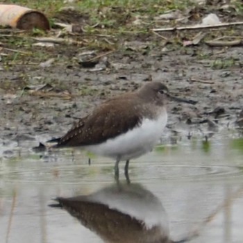 Green Sandpiper Unknown Spots Tue, 3/5/2024