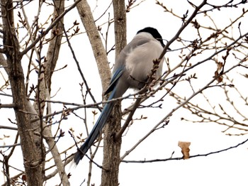 Azure-winged Magpie Unknown Spots Tue, 3/5/2024