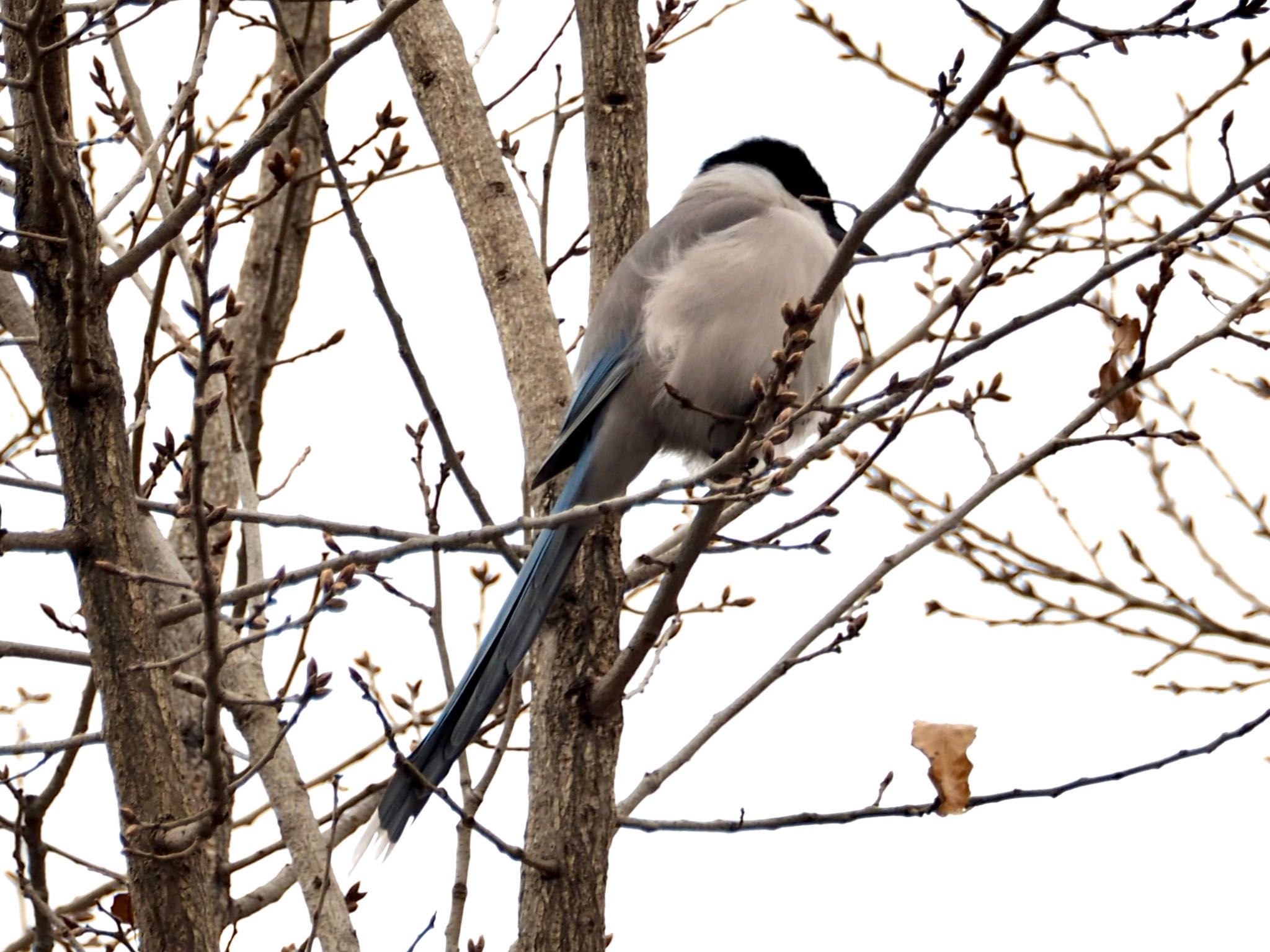 Photo of Azure-winged Magpie at  by アカウント11918