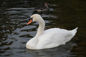 Mute Swan Koyaike Park Thu, 11/8/2018