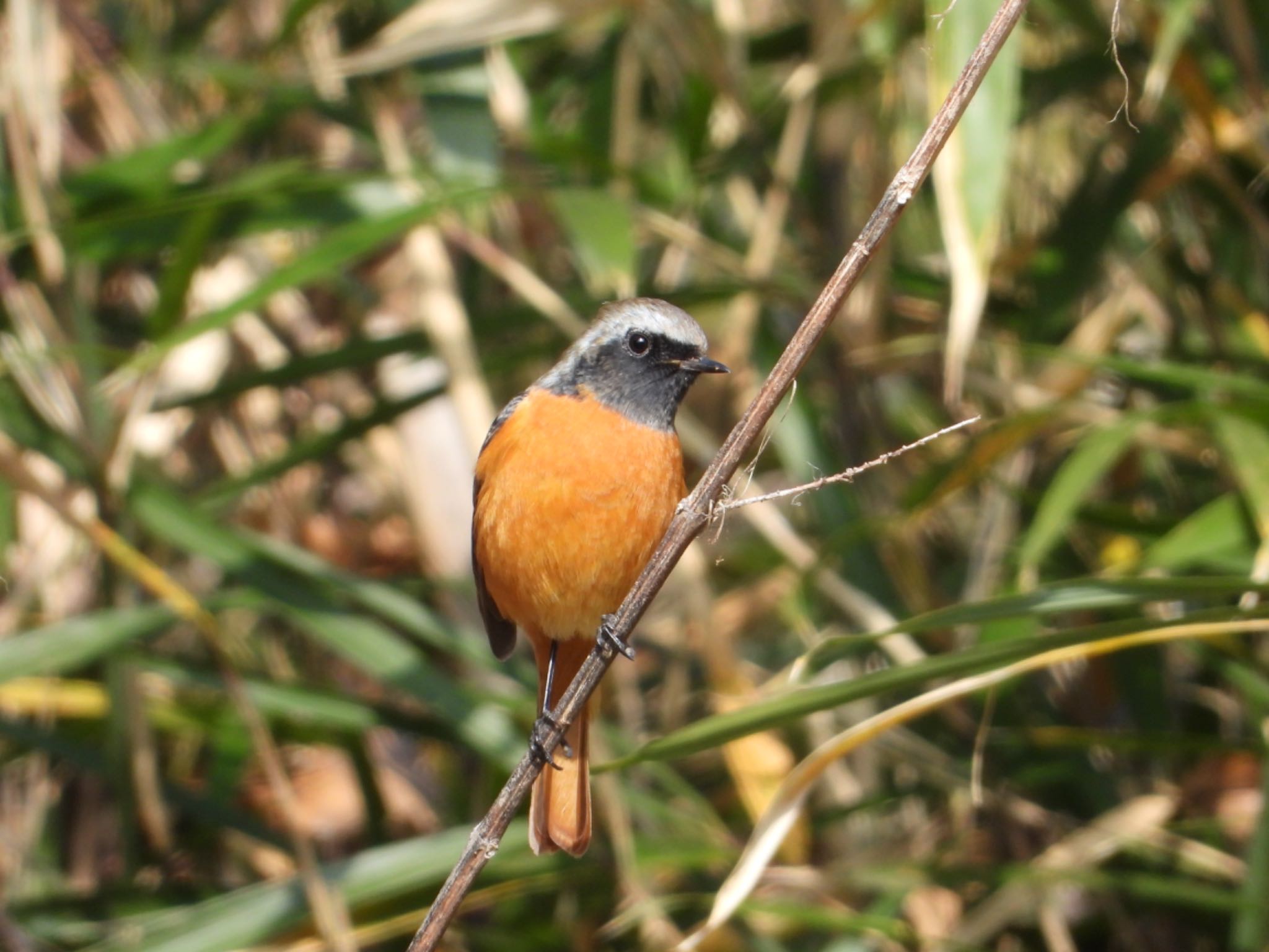 Daurian Redstart