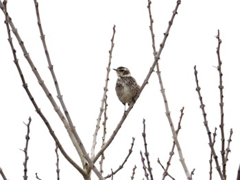 Dusky Thrush Unknown Spots Tue, 3/5/2024