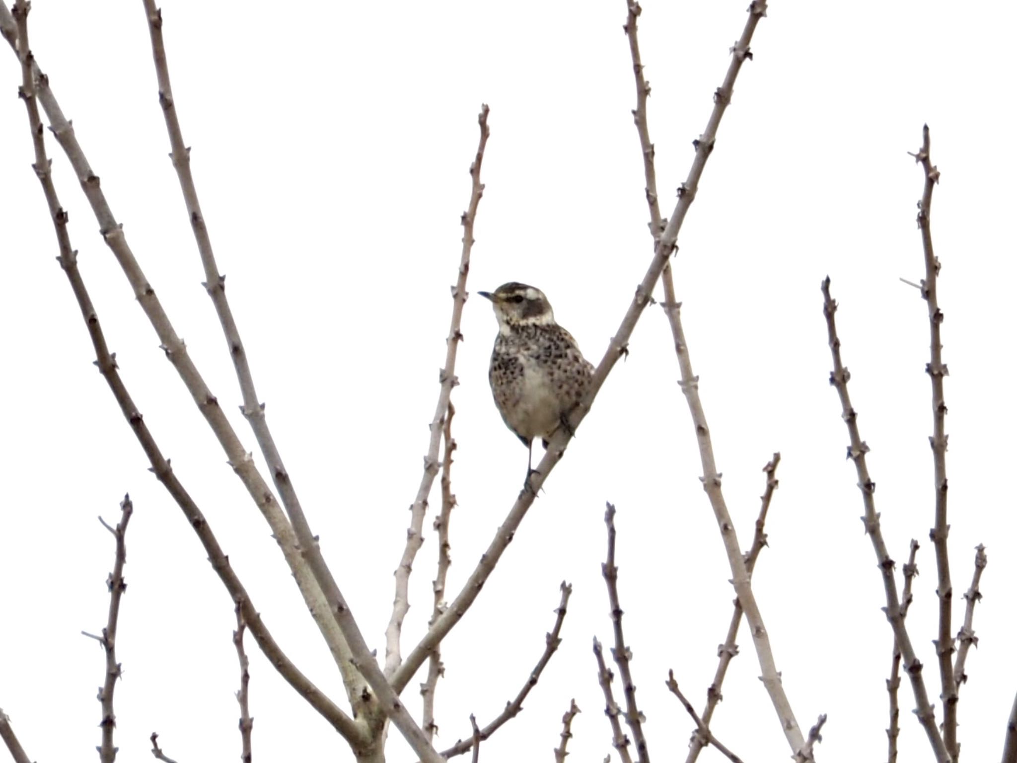 Photo of Dusky Thrush at  by アカウント11918