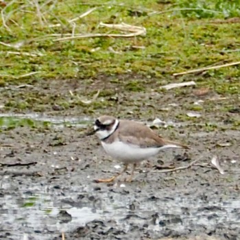 Long-billed Plover Unknown Spots Tue, 3/5/2024