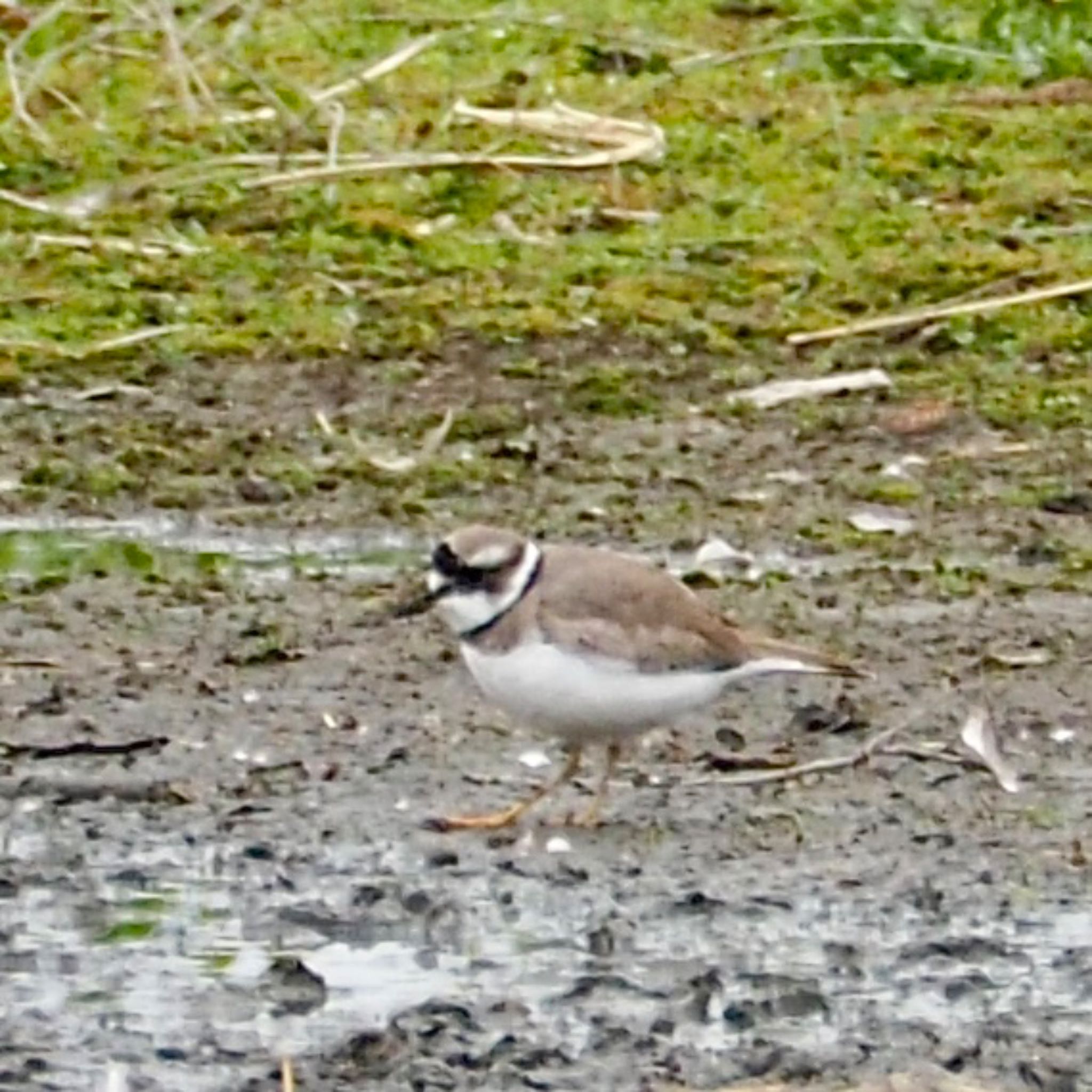 Photo of Long-billed Plover at  by アカウント11918