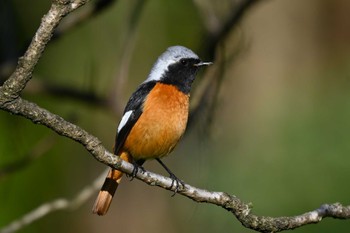 Daurian Redstart 加木屋緑地 Wed, 3/27/2024