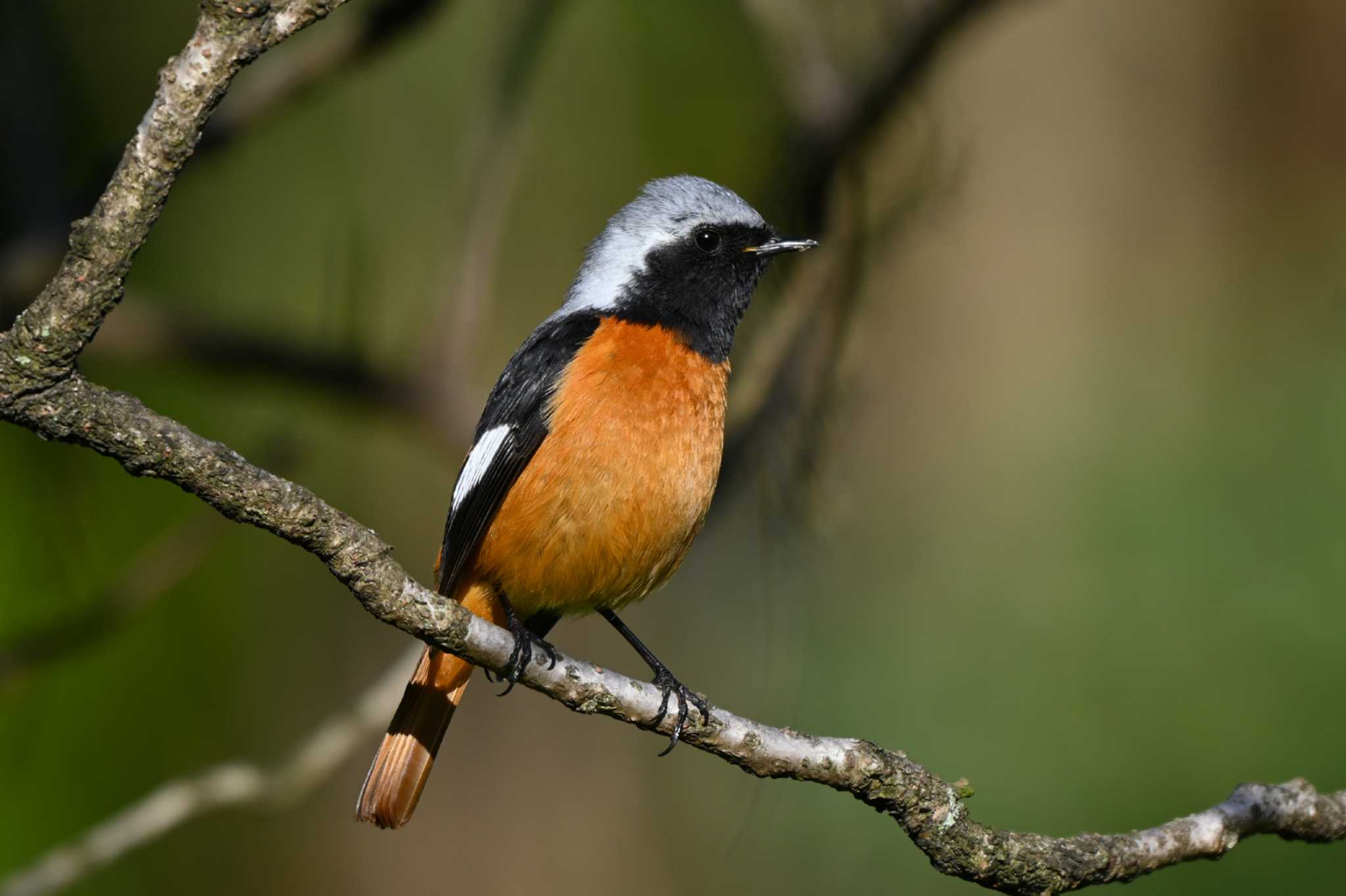 Photo of Daurian Redstart at 加木屋緑地 by ポッちゃんのパパ