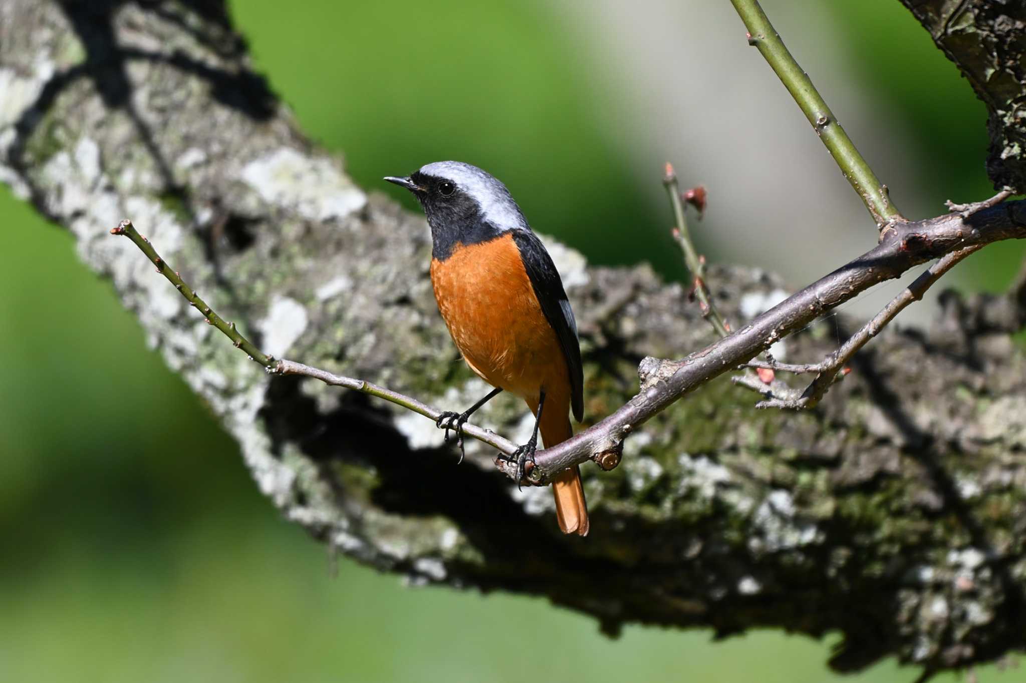 Photo of Daurian Redstart at 加木屋緑地 by ポッちゃんのパパ