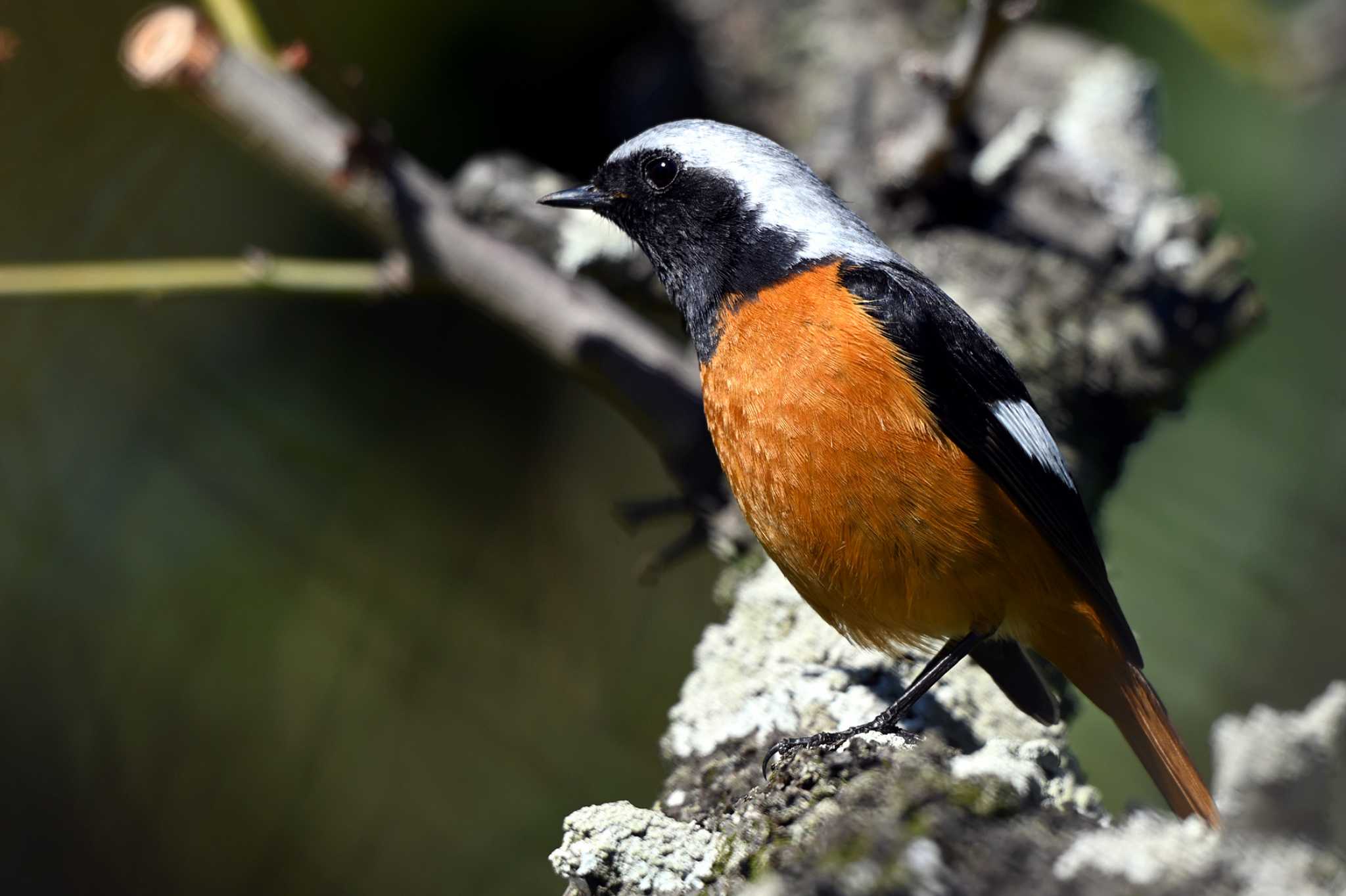 Photo of Daurian Redstart at 加木屋緑地 by ポッちゃんのパパ