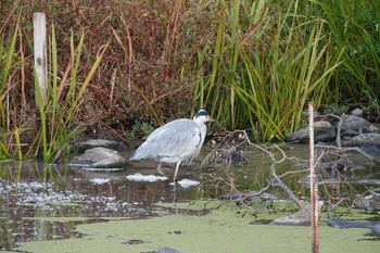 アオサギ 昆陽池公園 2018年11月8日(木)