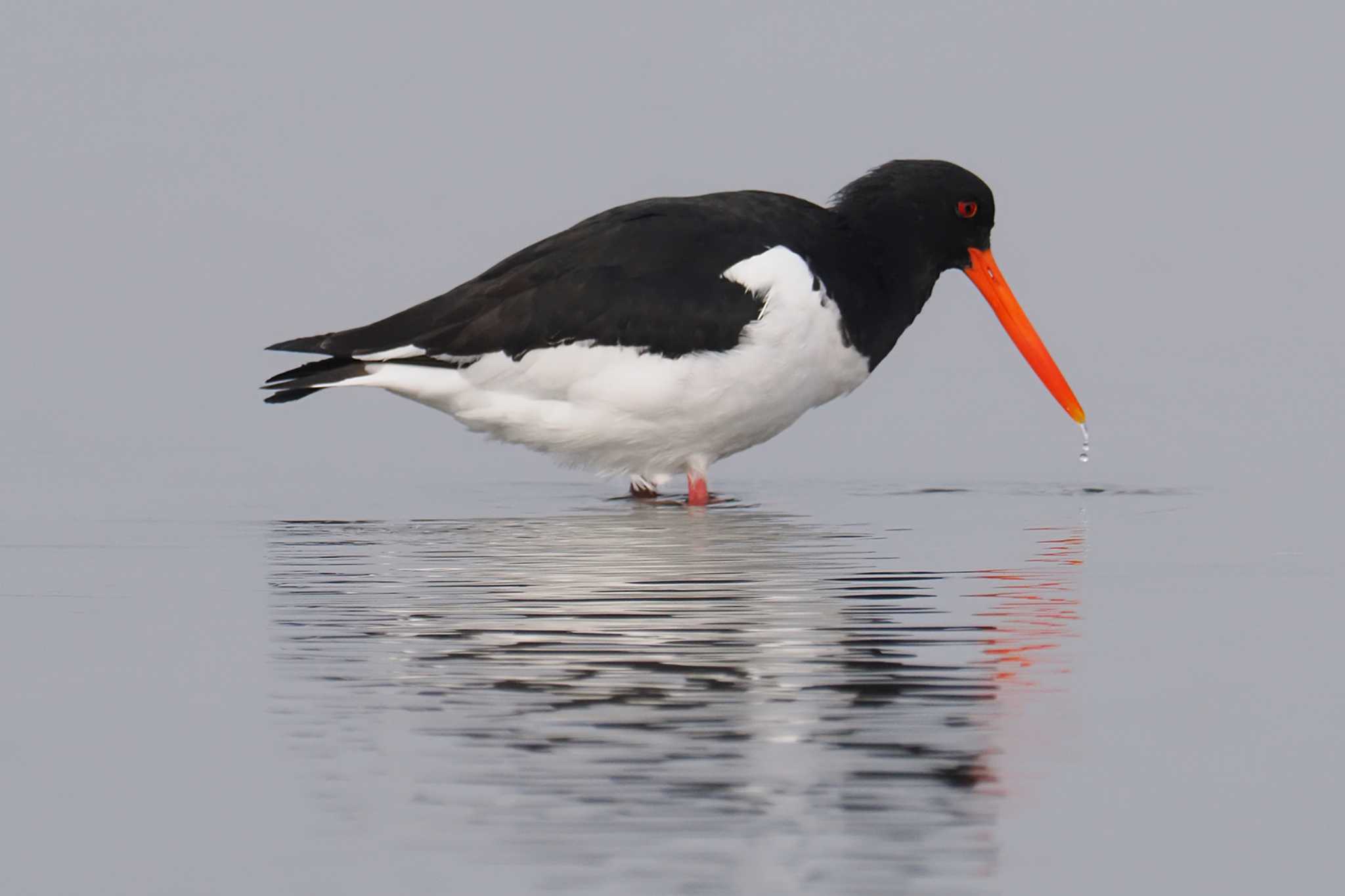 Eurasian Oystercatcher