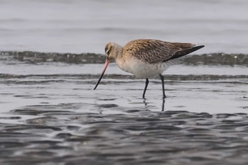 オオソリハシシギ ふなばし三番瀬海浜公園 2024年3月24日(日)